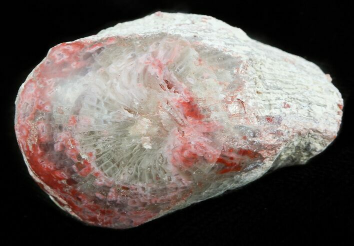 Pennsylvanian Aged Red Agatized Horn Coral - Utah #46751